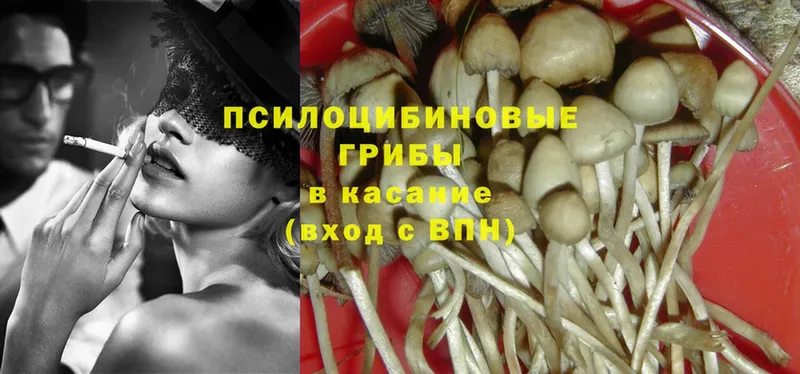 Псилоцибиновые грибы Psilocybe  Кировград 